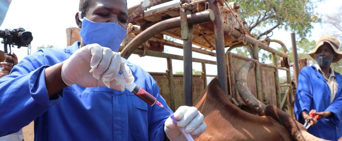 Surveillance des maladies animales, Zimbabwe © Angela Jimu